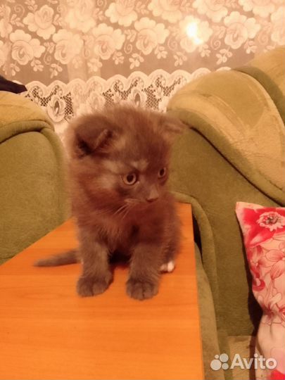 Продам британку веслоухою