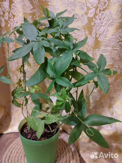 Пассифлора