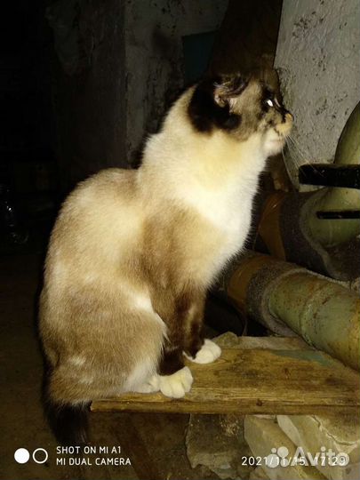 Кошка в дар