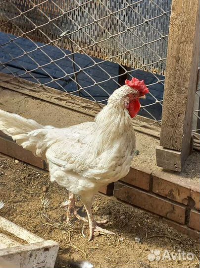 Племенные петухи, умеют все