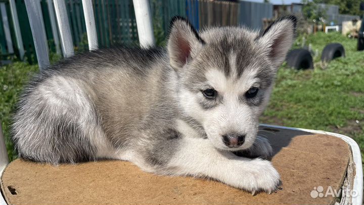 Щенки сибирской хаски