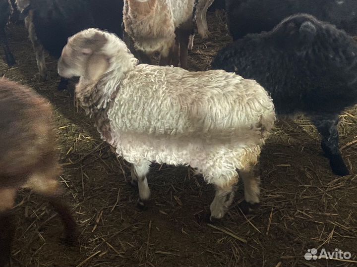 Баран, овца, ягнята, курдючные гиссары