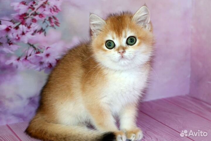 Котята золотые британские шиншиллы