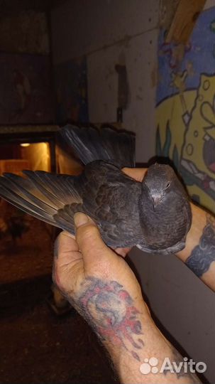 Николаевские голуби 