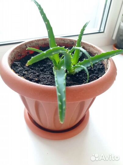 Алоэ, фиалка