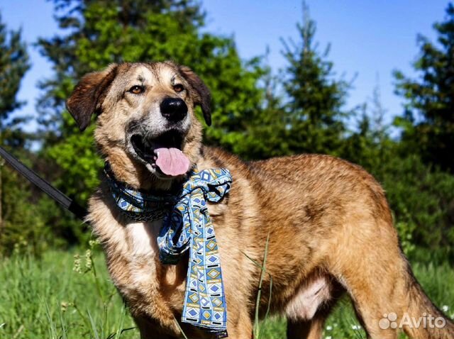 Шикарный Лео