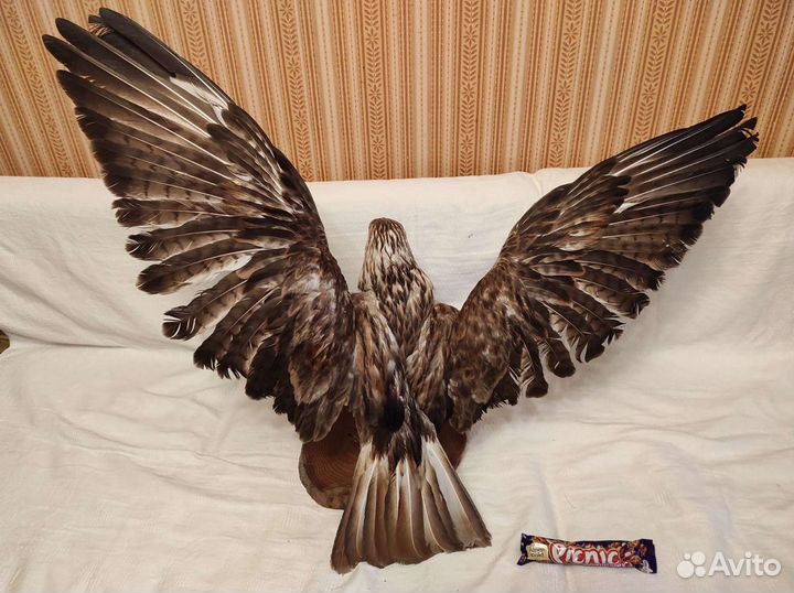 Чучело хищной птицы