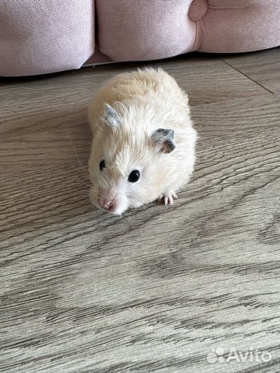 Сирийский хомяк бесплатно