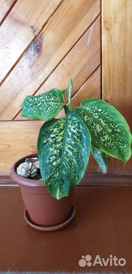 Диффенбахия