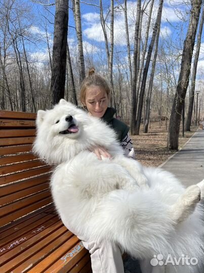 Собака для фотосессии