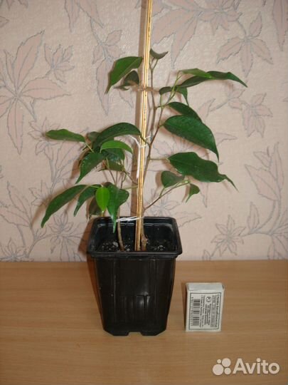 Фикус Бенджамина