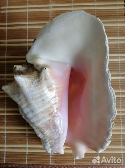 Большая морская раковина Стромбус Гигас