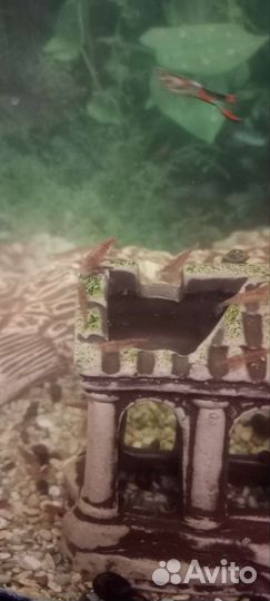 Аквариумные рыбки, креветки