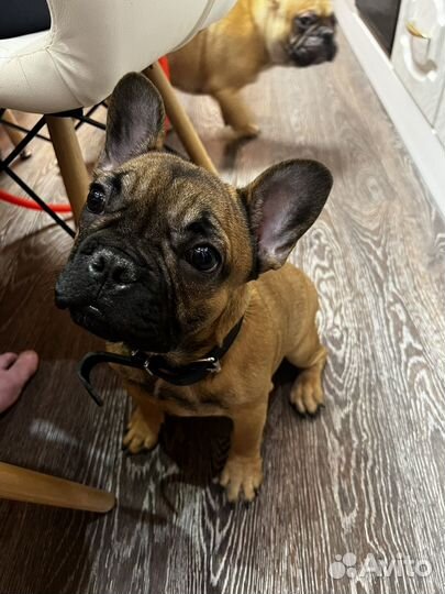 Французский бульдог щенки РКФ