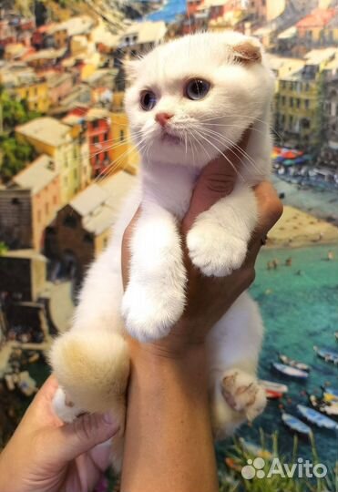 Шотландская кошечка