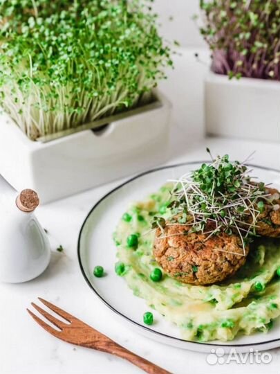 Набор для выращивания микрозелени