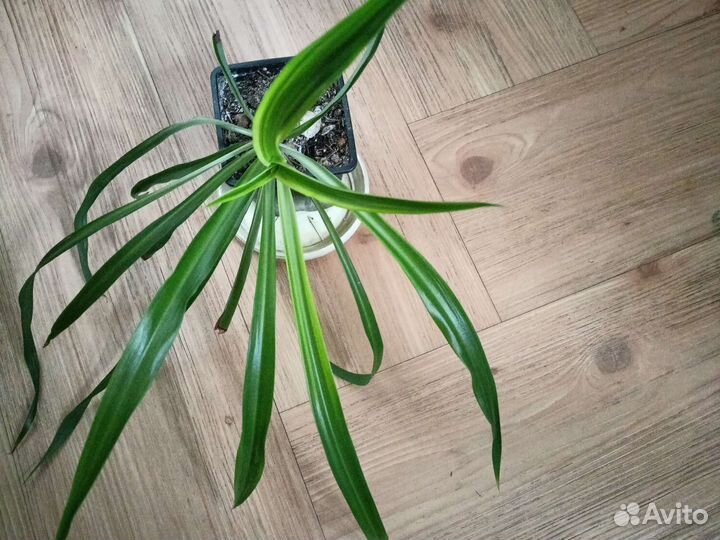 Хлорофитумы капские и бичетти редкие