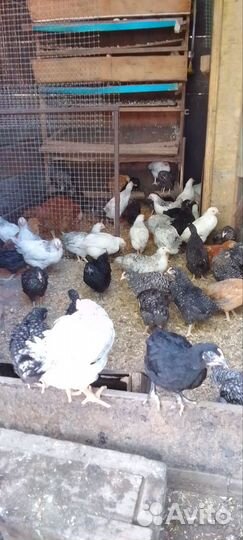 Молодки доминанты 2,5 м