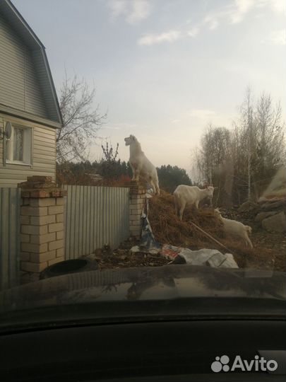 Козел зааненский