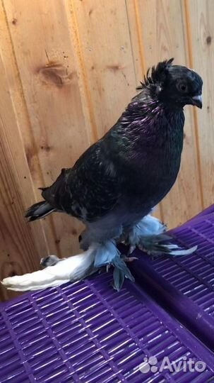 Продажа голубей