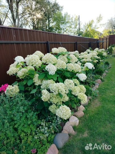 Гортензия Аннабель взрослые кусты