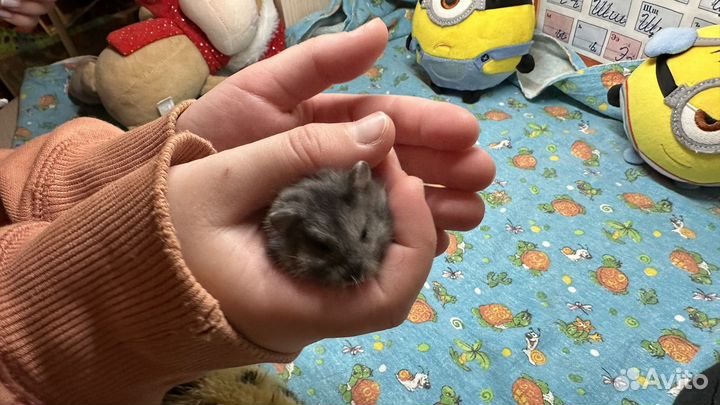 Джунгарские хомячки ручные