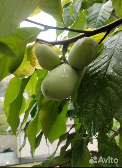 Азимина семена