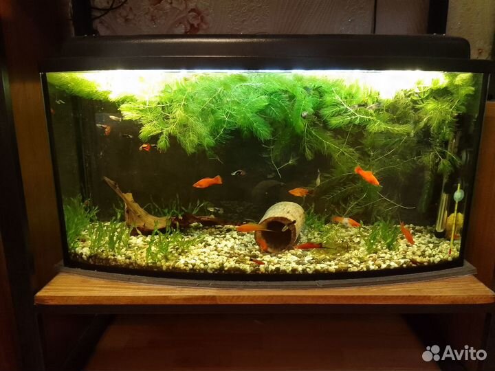 Аквариумные стеллажи с рыбой