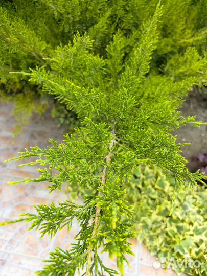 Можжевельник тамарасифолия 7 лет