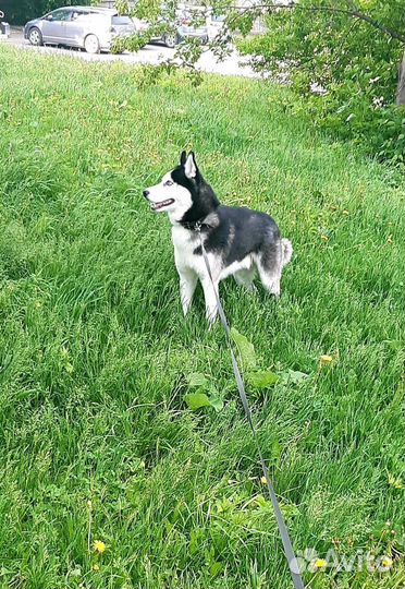 Вязка хаски