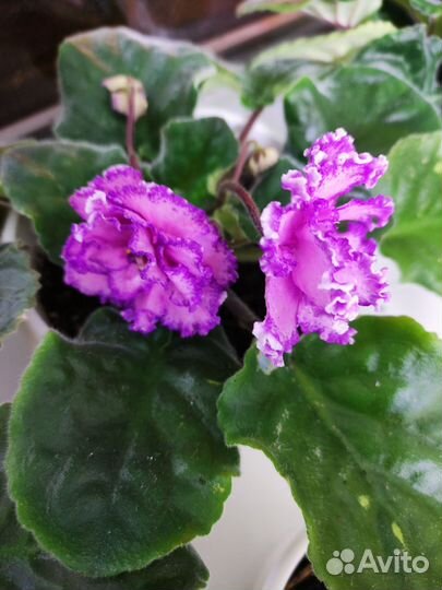 Фиалка в горшках