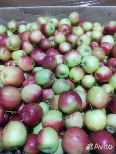 Яблоки