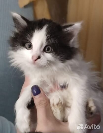 Котенок девочка 1,5 месяца