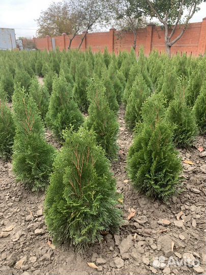 Туя смарагд