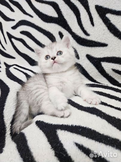 Шотландский котёнок мальчик