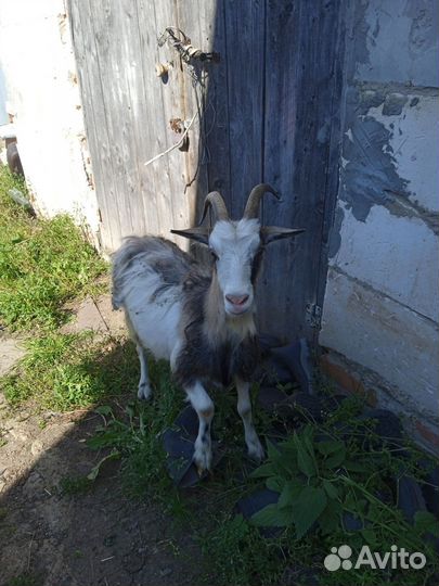 Коза дойная