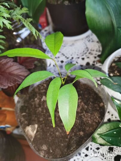 Личи, саженцы