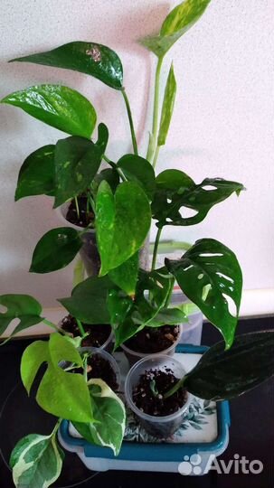 Ароидные набор 5шт