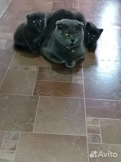 Шотландские котята