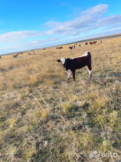 Бычки и телочки