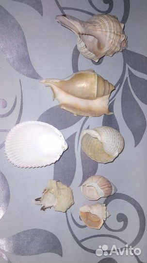 Раковины ракушки