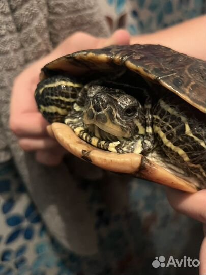 Красноухая черепаха