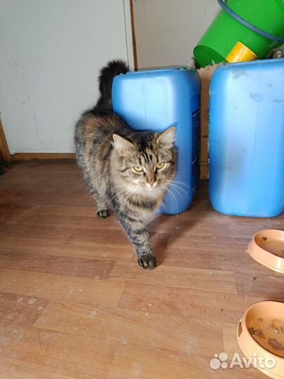 В добрые руки