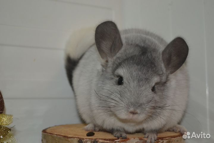 Шиншиллы ангоры и носители мальчики