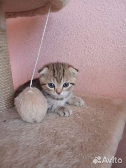 Британские котята