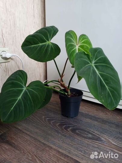 Филодендрон Глориозум