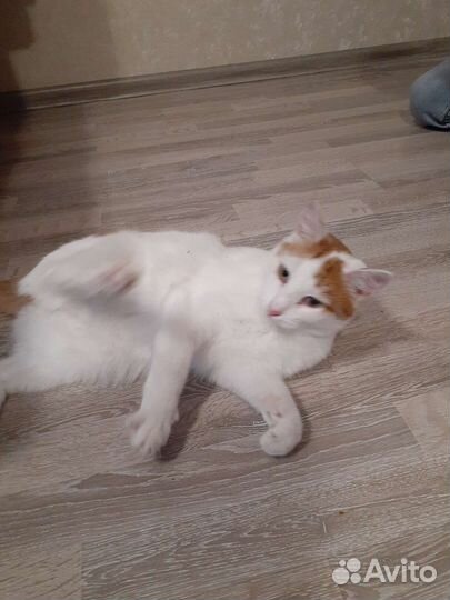 Кошка в дар бесплатно