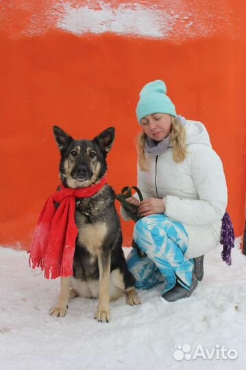 Собаки в дар бесплатно