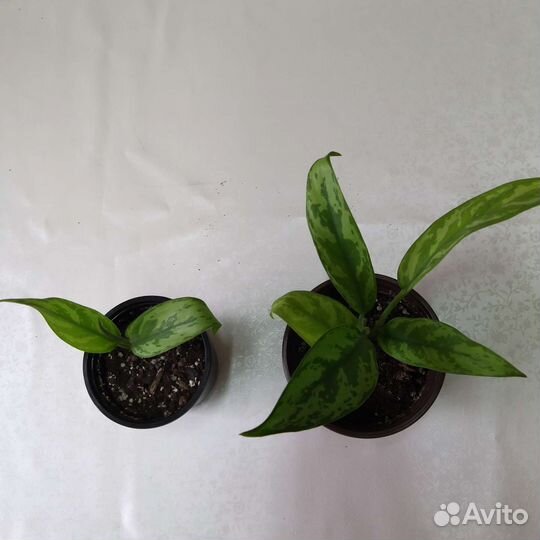 Аглаонема Мария