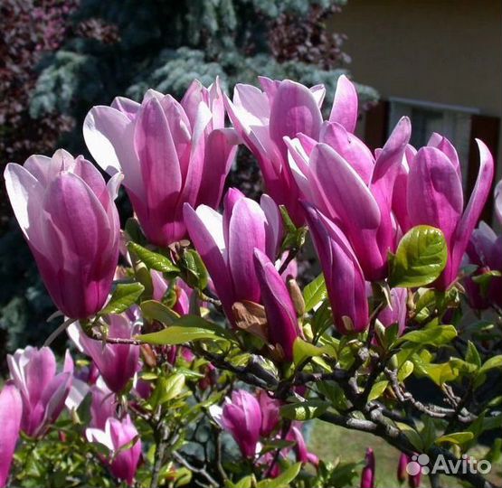 Магнолии Джени, Сьюзен, Элизабет